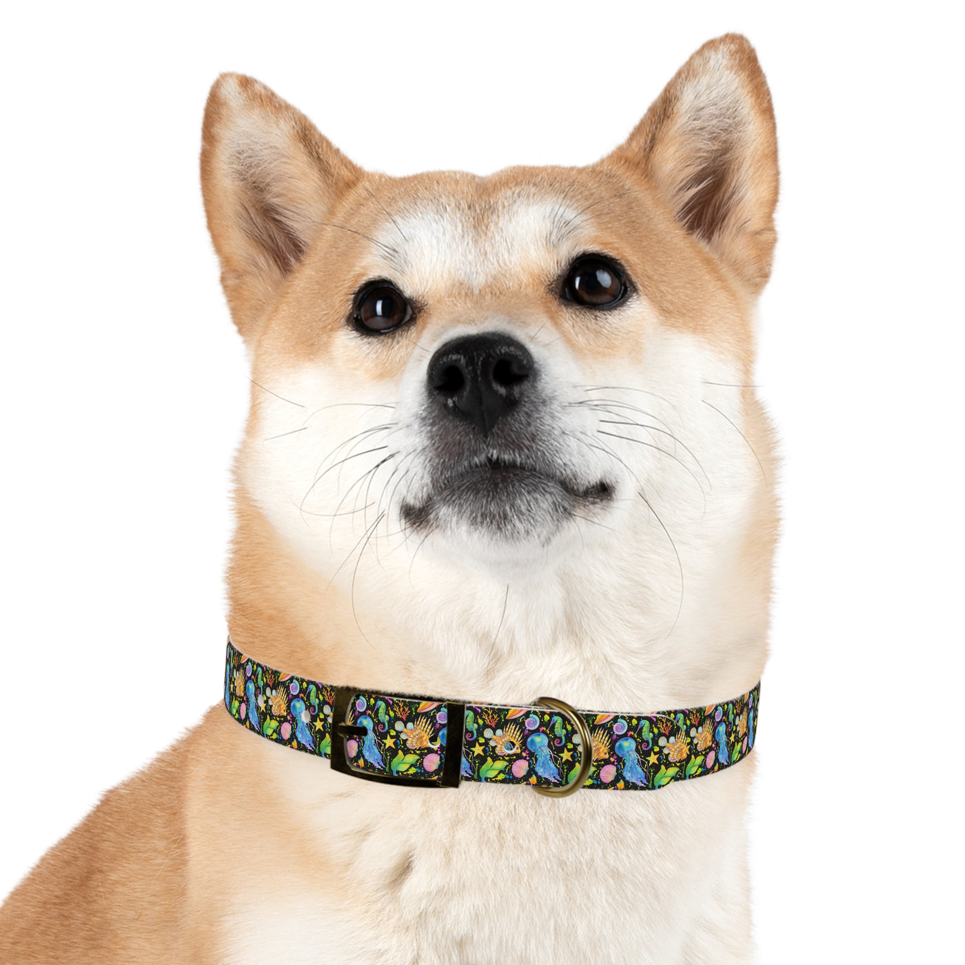 Atlantis Nights Dog Collar